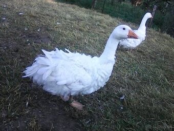 kučeravá husa