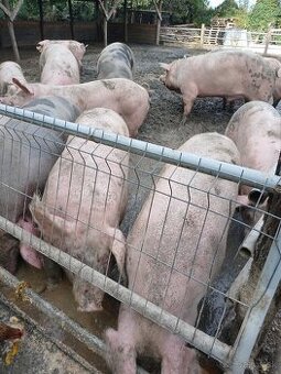 Predám jatočné ošípané