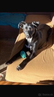 Urgentne hladame domov pre Laru