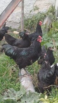 Australorpka čierna