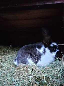 Predám mladé králiky