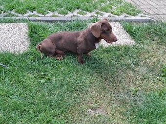 Kriytie jazvecik trpaslíci krátkosrstý