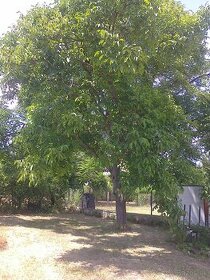 Stavebný pozemok. - 1