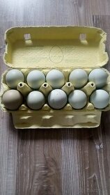 Nasadove vajíčka: Araucana