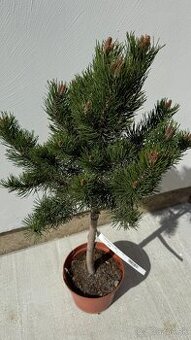 Borovica horská Laurin 80 cm