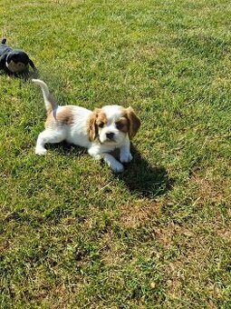 Cavalier