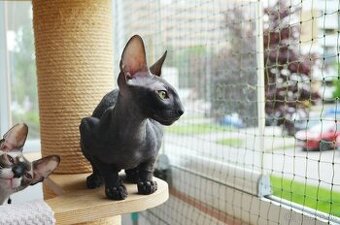 Cornish rex s PP