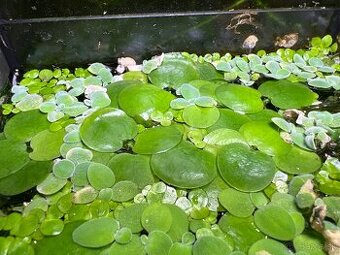 Limnobium | Akvaríjne rastliny | Plávajúce