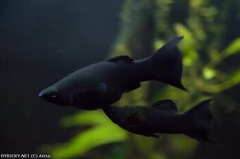 Black Molly