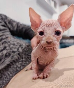 Sphynx