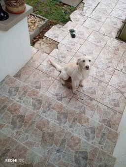 Darujem šteniatko (križenec labrador a retriever)