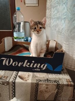 Darujem mačičku. - 1