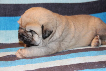 Španielsky mastin - kluci s PP