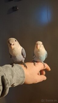 Ručne dokrmene agapornisi ruzovohrdle