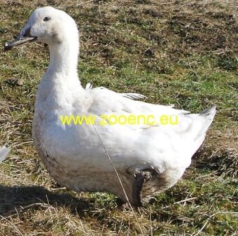 Násadové vajcia elsberských kačíc