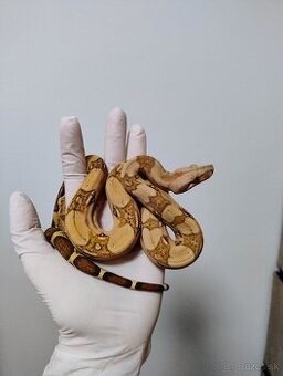 Boa