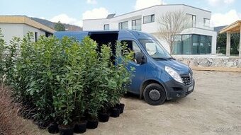 Tuja Smaragd, vavrínovec, červienka - Dolný Kubín