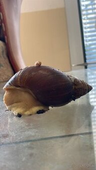 Africký slimák Achatina sp.