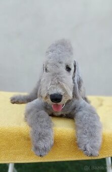 Bedlington teriér