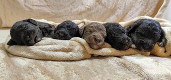 Bedlington teriér