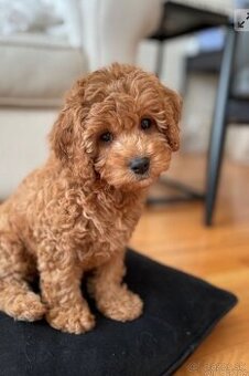 Maltipoo