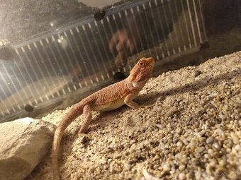 Agama bradatá red