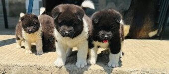 Americká Akita