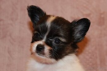 Papillon s PP