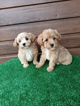 Maltipoo