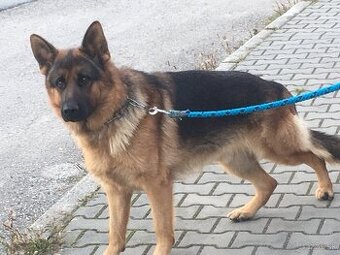 Nemecký ovčiak krytie