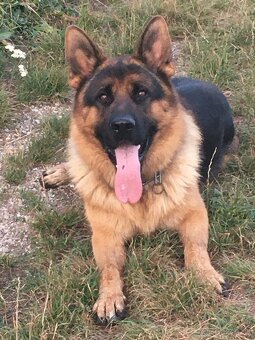 Nemecký ovčiak krytie - 1