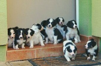 Šteniatka Border Kólia