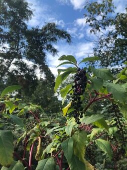 ZÁHRADA v Bratislave - Ružinov NA PREDAJ