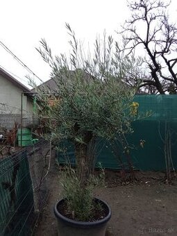 Predám olivovník Bonsai