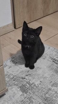 Darujem čierne mačiatko do dobrých rúk