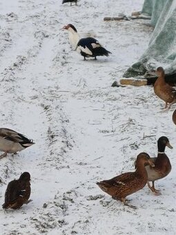 Kacice na predaj alebo vymena