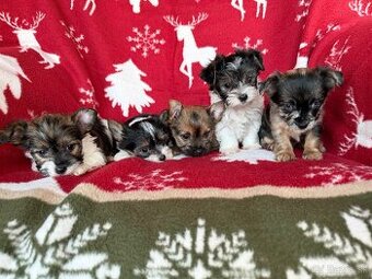 Biewer yorkshire terrier