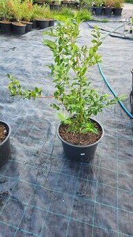 Čučoriedky kanadské sadenice