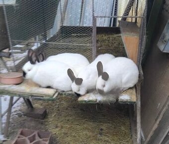 Kalifornský čierny