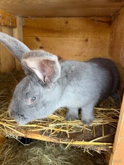 Nemecký obrovitý strakáč