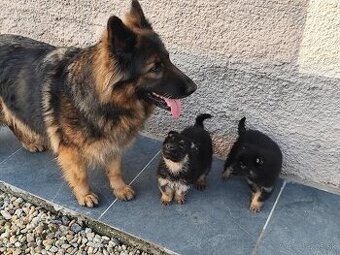 Nemecký ovčiak šteniatka