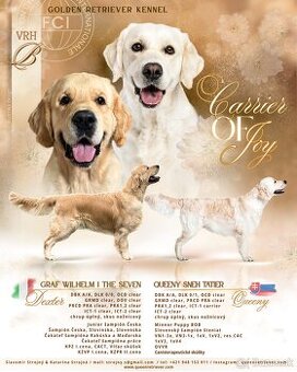 Zlatý retriever - šteniatka s PP