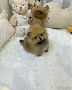 Pomeranian mini Teddy