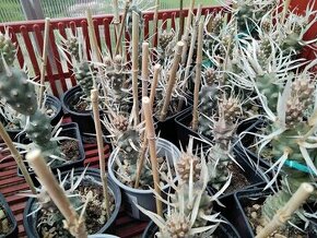 Kaktusy  - Tephrocactus articulatus