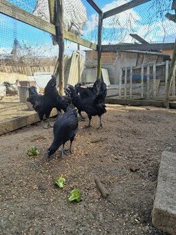 Ayam Cemani