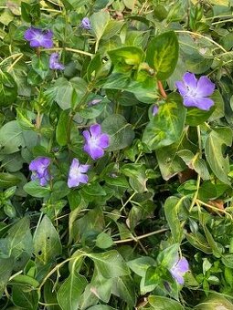 Zimozeleň väčšia- Vinca major.