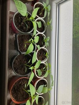 Sadenice chilli