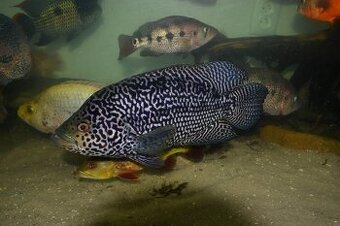 Parachromis managuensis - Jaguar cichlid