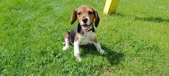 bígl, bígel, beagle