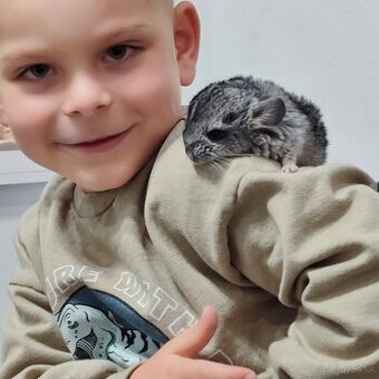Činčila - mláďa činčily s komplet novou výbavou